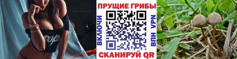 хочу   Безенчук  Псилоцибиновые грибы MAGIC MUSHROOMS 
